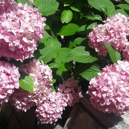 Marija Appartement Poreč